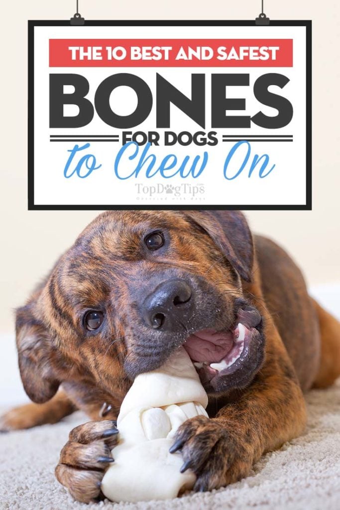 Top Rated Best Bones for Dogs to Chew