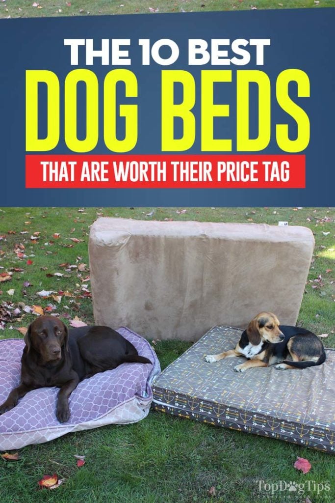 10 Top Rated Best Dog Bed Brands