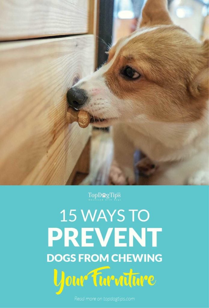15 Best Ways To Prevent Dogs From Chewing Furniture and Belongings