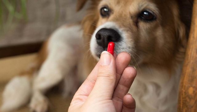 giving a dog a pill