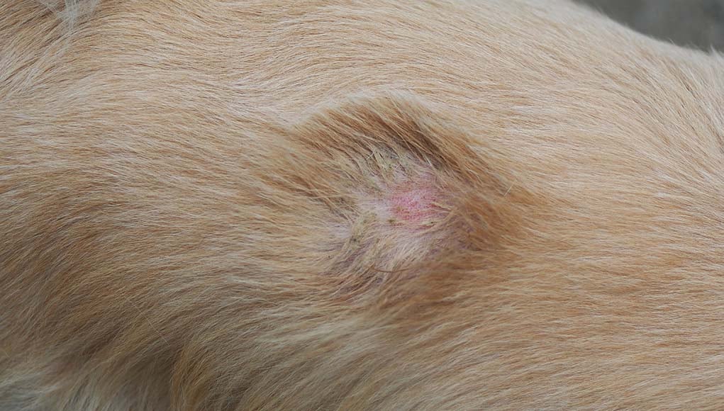 3 Ways to Prevent and Treat Staph Infection in Dogs