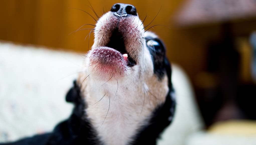 6 Humane Tools to Get Dogs to Stop Barking