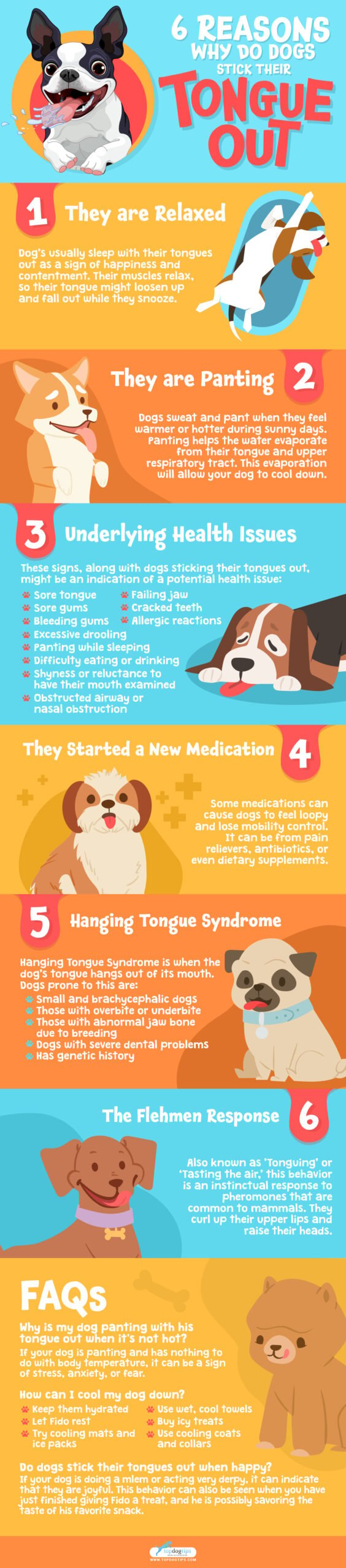 6 Reasons Why Do Dogs Stick Their Tongue Out - Infographics
