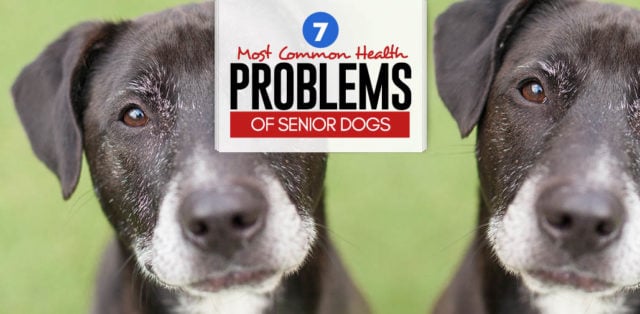 7 Most Common Health Problems of Senior Dogs