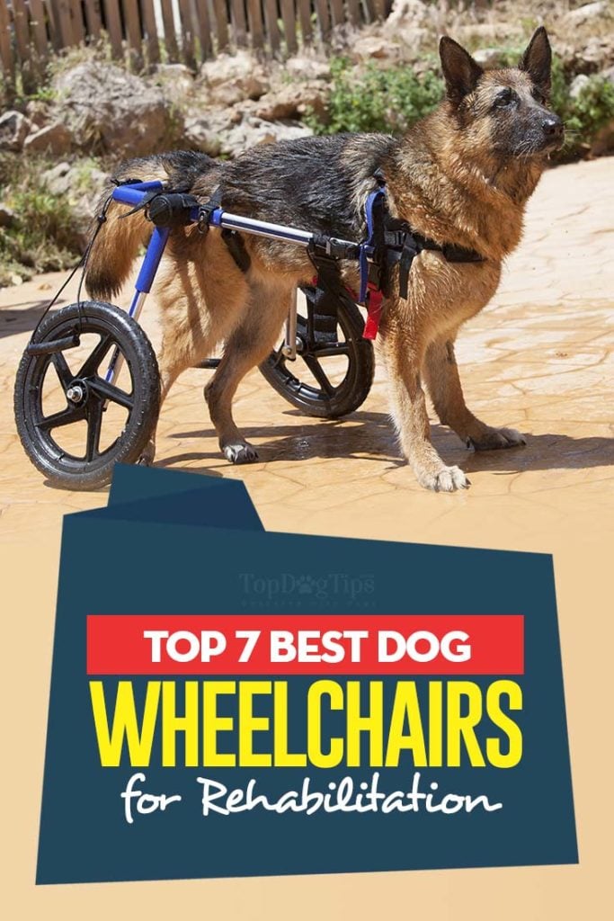7 Top Rated Best Dog Wheelchairs for Rehabilitation