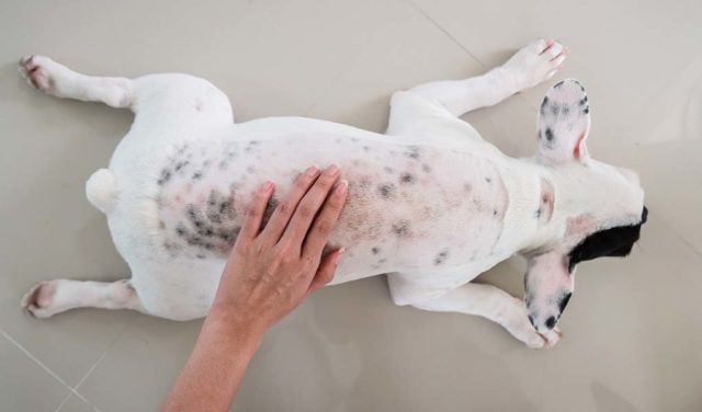 9 Common Dog Skin Problems with Pictures (Prevention and Treatment)