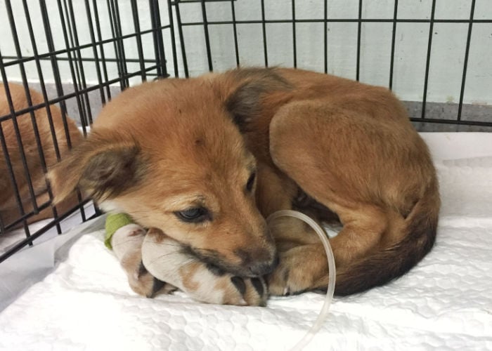 A dog admitted in the hospital due to Vomiting and Diarrhea