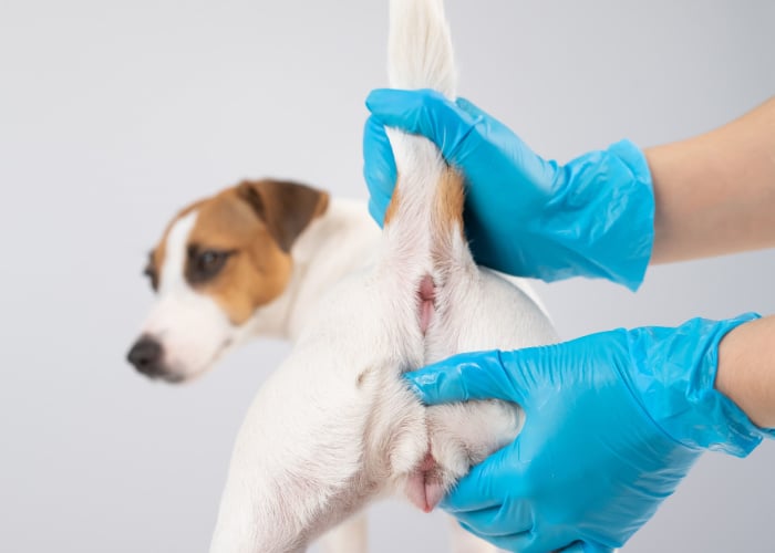 checking for anal gland adenocarcinoma in dogs