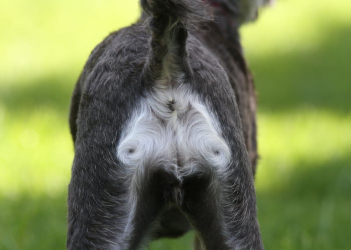 Anal Glands in Dogs