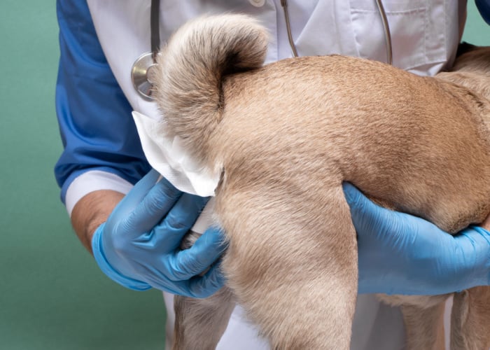 Anal Sac Cancer In Dogs