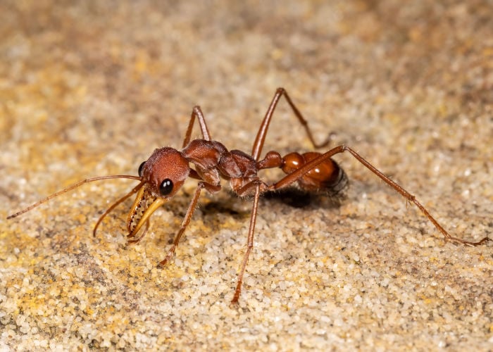 Ant bites