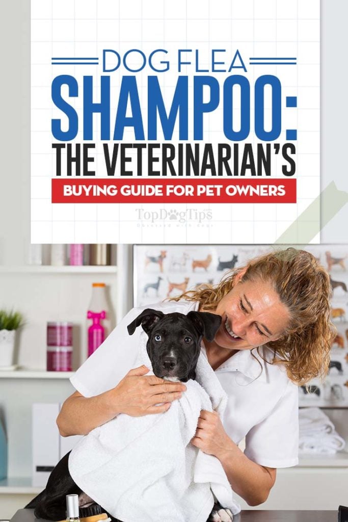 Ask a Vet - How to Buy the Best Shampoo for Dogs