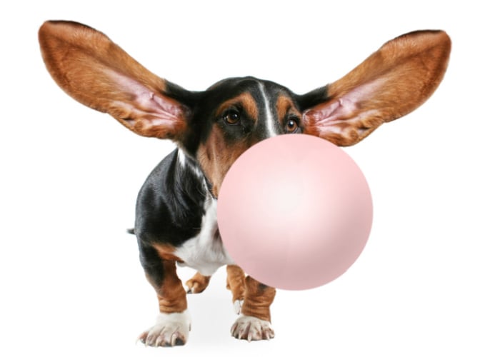basset hound blowing a bubble gum