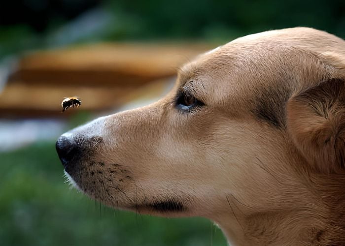 bee sting on dogs prevention