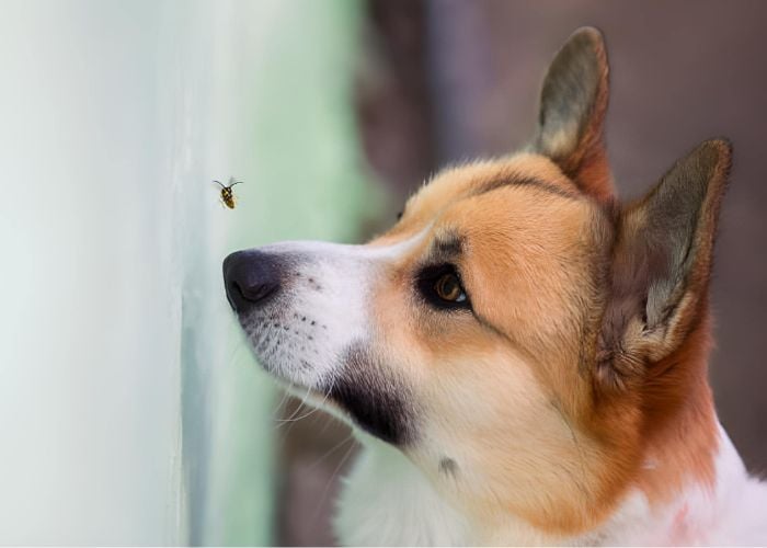 bee sting on dogs