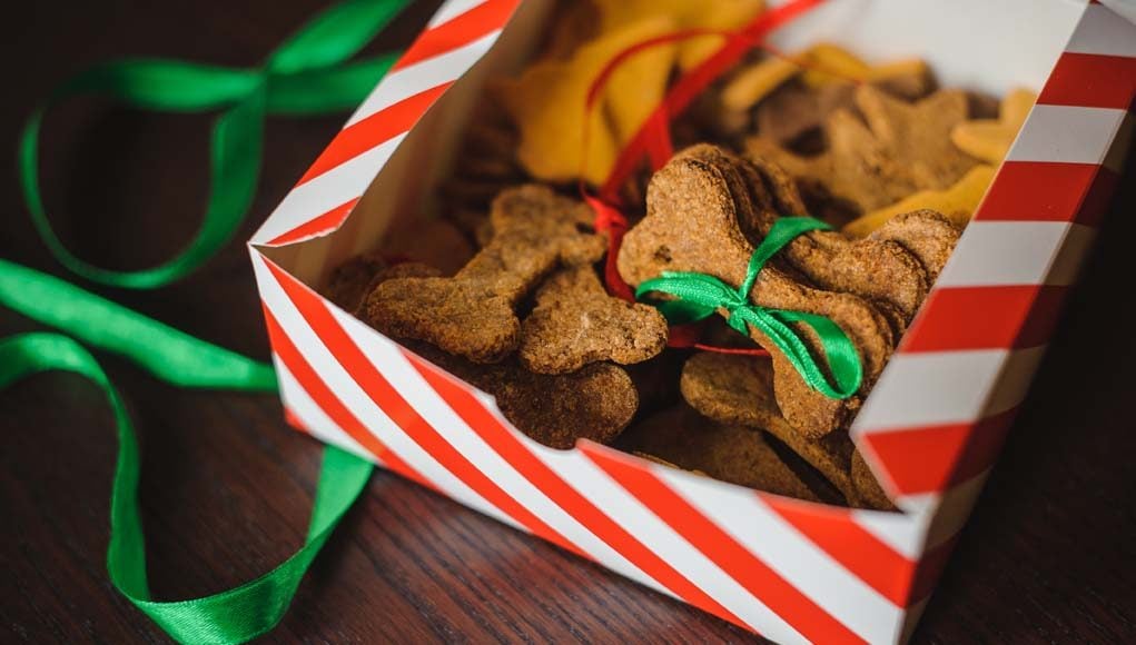 Best Christmas Dinner Recipes for Dogs