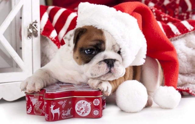 Best Christmas Gifts for Dogs That Last