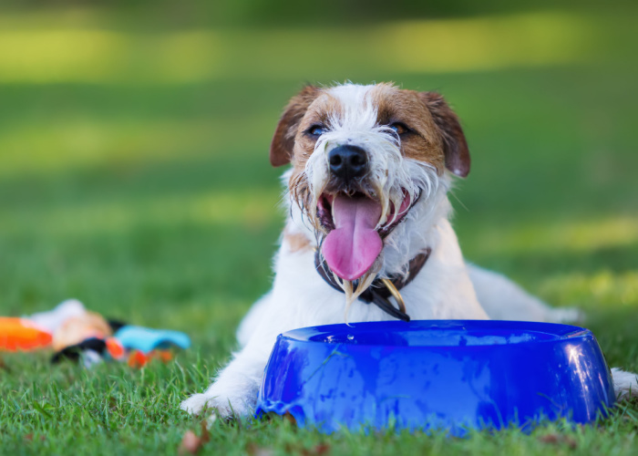 Best Collapsible Dog Bowl to bring at the dog park