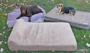 Testing Different Dog Beds