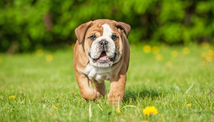 velcro dog breeds - young english bulldog running in grass