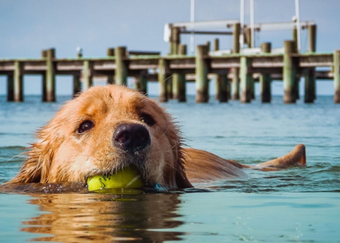 Best Dog Parks in NC