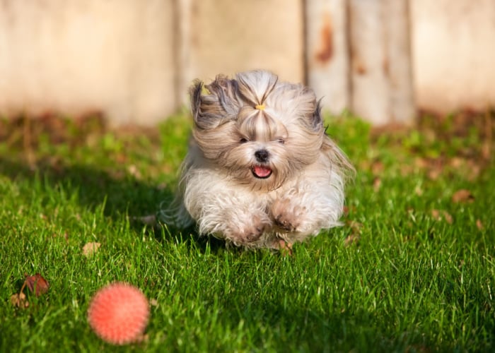 Shih Tzu chasing after a ball - Best Dog Toys for Shih Tzu
