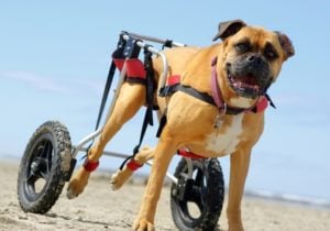 What is the best dog wheelchair?