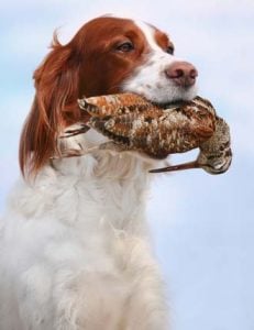 Best Gun Dog Supplies for Game Hunters to Assist You Both on Hunts