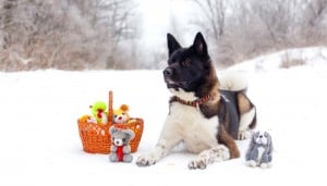 Best Knock-about Dog Toys for Christmas