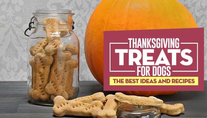 Best Thanksgiving Treats for Dogs