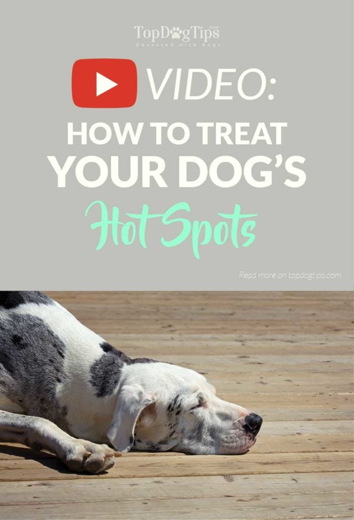 Best Tips on How To Treat Hot Spots On A Dog