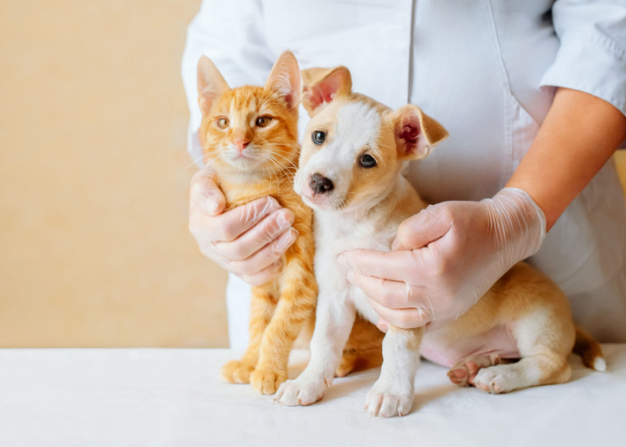 Best Vets and Animal Hospitals in North Carolina