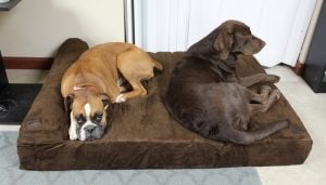 My dogs tried the Big Barker Dog Bed