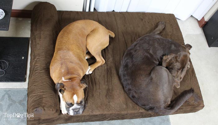 Big Barker Dog Beds Review - Best Dog Bed for Big Dogs