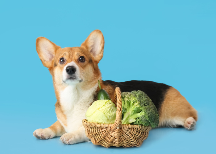 Cabbages for Dogs Corgi with Veggies
