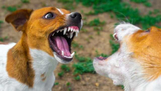 Can Dog Daycare Cause Aggression