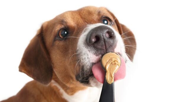 Can Dogs Eat Almond Butter Featured Image