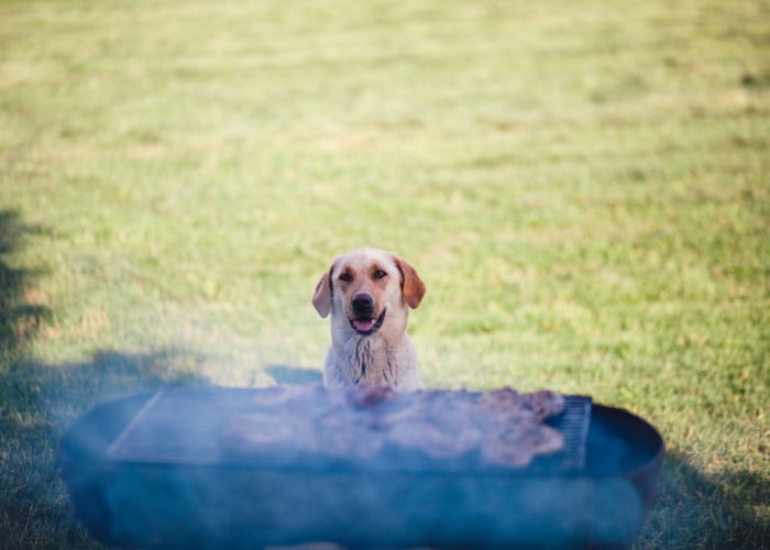 Can dogs eat charcoal powder