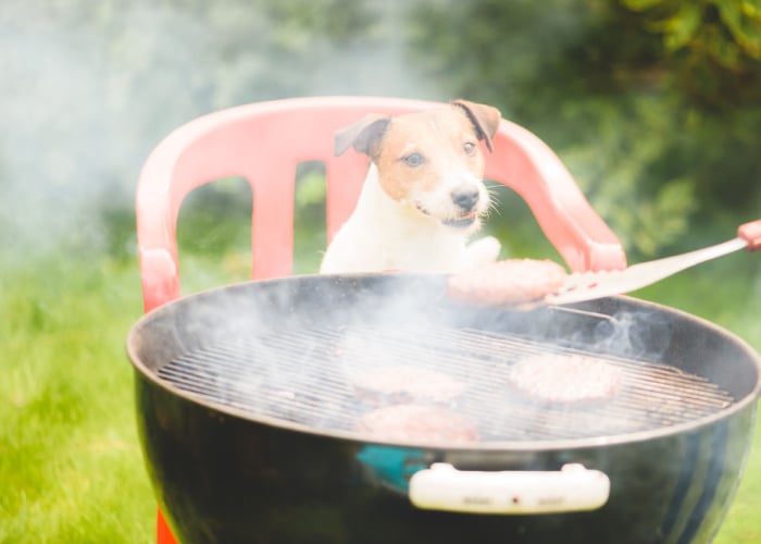 can dogs eat charcoal