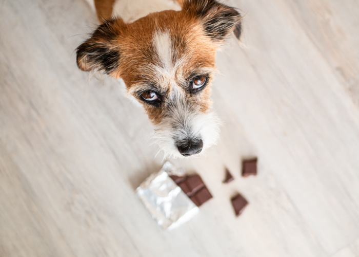 Can Dogs eat Chocolate
