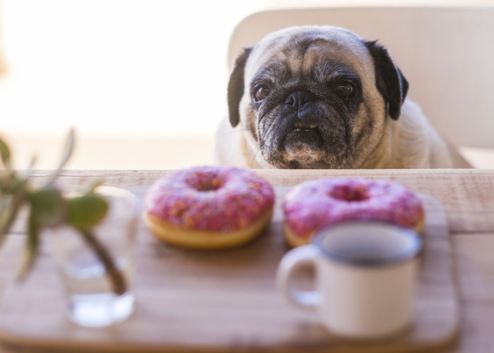 Can Dogs Eat Donuts glazed donuts
