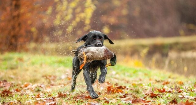 Can Dogs Eat Duck Featured Image