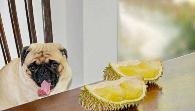 Can dogs eat durian