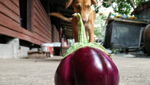 can dogs eat eggplant - dog at the background staring at an eggplant