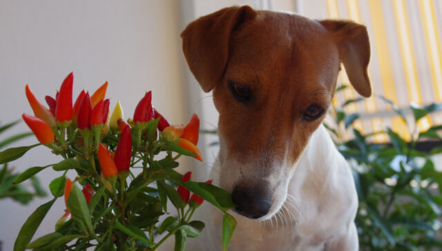 can dogs eat spicy food - dog smelling chili pepper in a pot