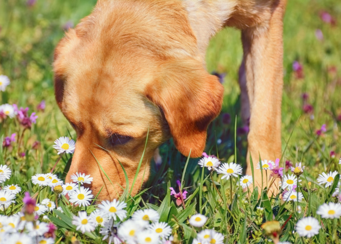 can dogs have chamomile
