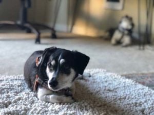 Carpeting and Flooring for old dogs