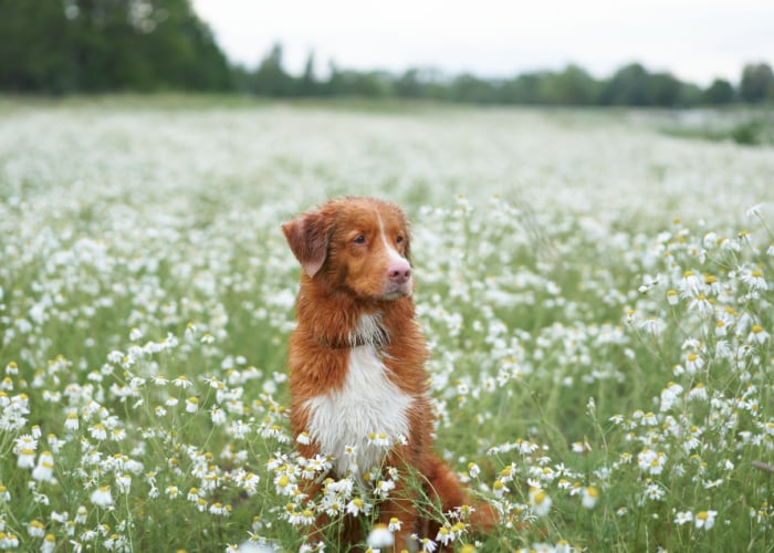 chamomile safe for dogs
