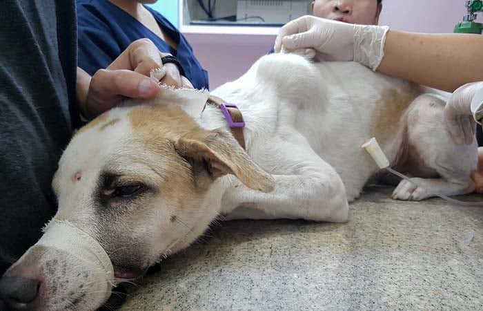 Chemotherapy treatment for tumor in a dog