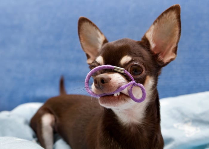 Chihuahua with rubber band in mouth